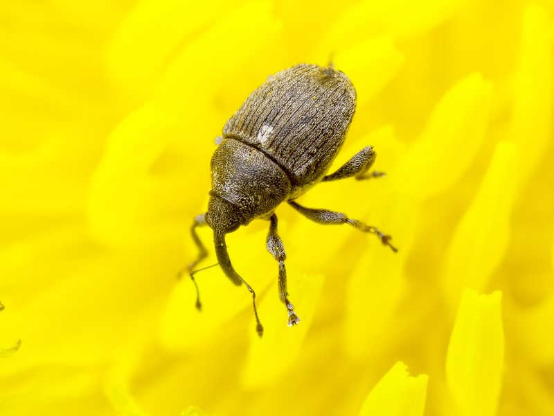 Glocianus punctiger (C. R. Sahlberg, 1835)